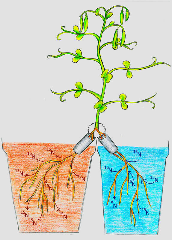 Schematische Darstellung der Wurzelmarkierung (split-root)