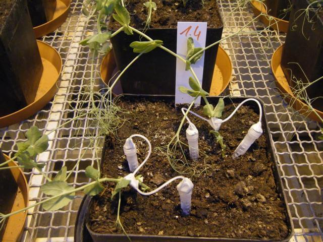 Dochtmethode an Pisum sativum L., cv. Santana mit separater Harnstoff- und Glukose-Applikation Dochtmethode an Pisum sativum L., cv. Santana mit separater Harnstoff- und Glukose-Applikation