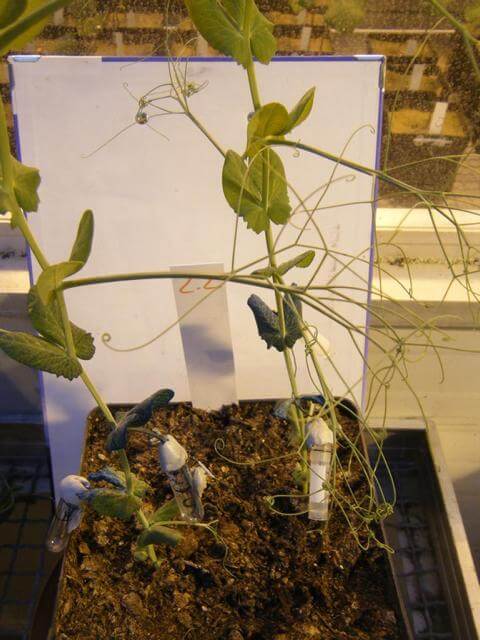 Farbstoffapplikation einer Pisum sativum L., cv. Santana mittels Rankenmethode Farbstoffapplikation einer Pisum sativum L., cv. Santana mittels Rankenmethode