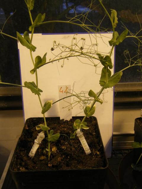 Rankenapplikation einer Pisum sativum L., cv. Santana Rankenapplikation einer Pisum sativum L., cv. Santana