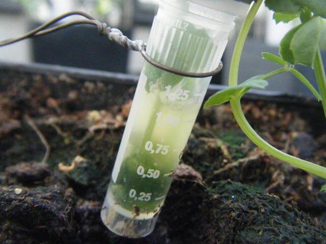 Algenbildung im Vial einer Pisum sativum L., cv. E.F.B.33, die mittels Blattmethode markiert wird Algenbildung im Vial einer Pisum sativum L., cv. E.F.B.33, die mittels Blattmethode markiert wird