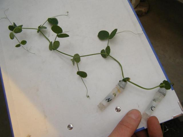 Wintererbse Pisum sativum L., cv. E.F.B.33 mit separater Harnstoff- und Glukose-Applikation Wintererbse Pisum sativum L., cv. E.F.B.33 mit separater Harnstoff- und Glukose-Applikation