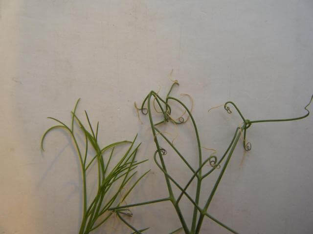 Vergleich älterer und junger Rankenspitzen einer Pisum sativum L., cv. Santana Vergleich älterer und junger Rankenspitzen einer Pisum sativum L., cv. Santana