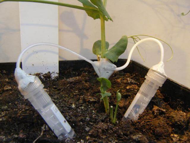 Dochtmethode an Pisum sativum L., cv. Santana, Harnstoff und Glukose getrennt Dochtmethode an Pisum sativum L., cv. Santana, Harnstoff und Glukose getrennt