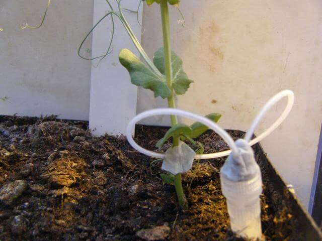 Dochtmethode an Pisum sativum L., cv. Santana, Harnstoff und Glukose als Mix Dochtmethode an Pisum sativum L., cv. Santana, Harnstoff und Glukose als Mix