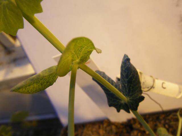 Farbstoffapplikation einer Pisum sativum L., cv. Santana mittels Rankenmethode Farbstoffapplikation einer Pisum sativum L., cv. Santana mittels Rankenmethode