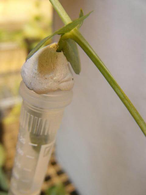 Verdichtung eines Vials mittels Knetmasse Verdichtung eines Vials mittels Knetmasse